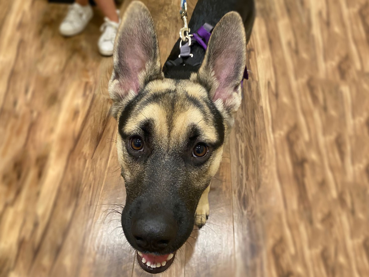 Payment Options Vet in Grass Valley Wolf Creek Veterinary Hospital